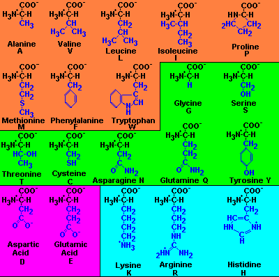 hydrophobic amino acids list