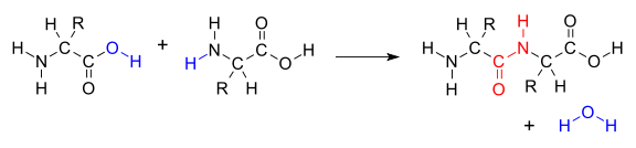 diagram of condensation reaction of amino acids