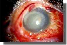 Appearance of cornea