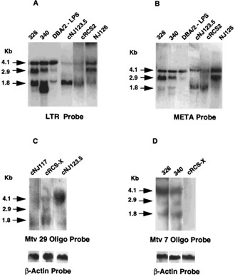 Northern blots of lymphoma RNA hybridized with different MMTV probes